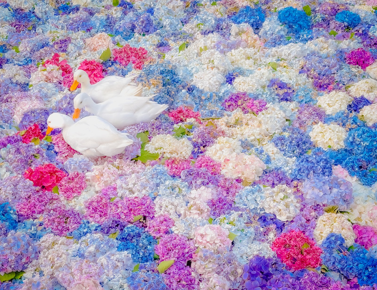 Colourful hydrangeas floating on the pond at Amabiki Kannon (suichuka) with ducks