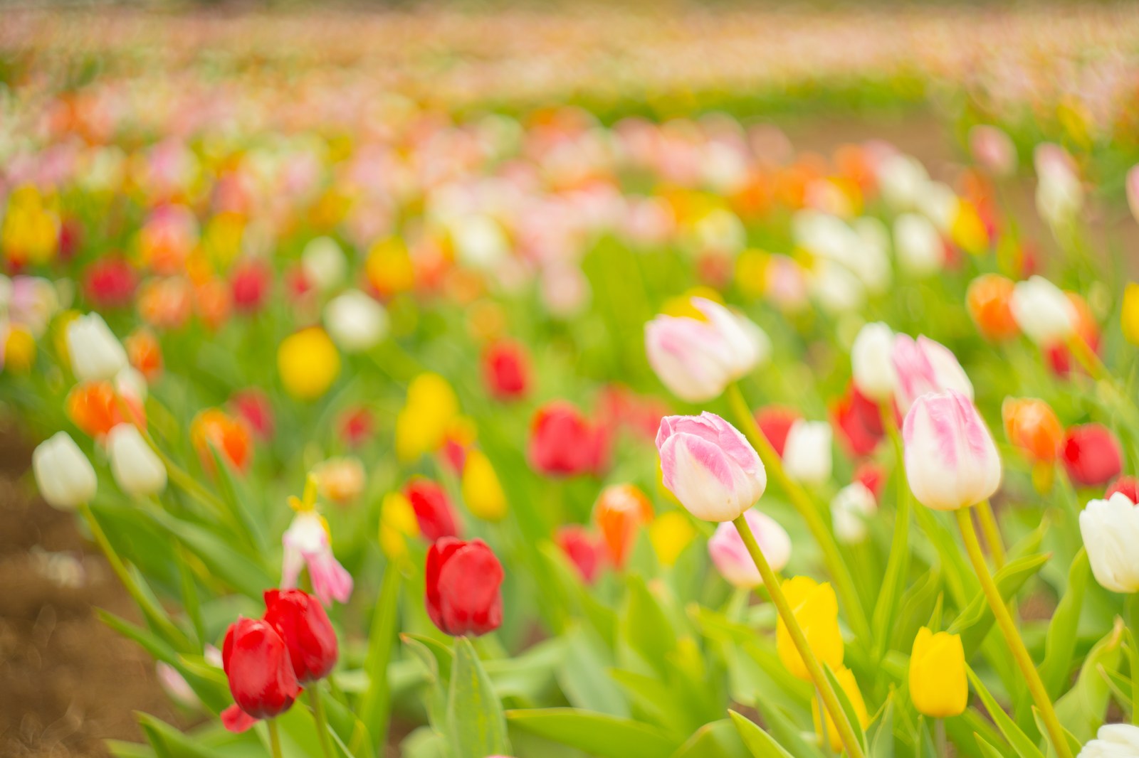 真冬の花畑に色とりどりに咲くアイスチューリップ