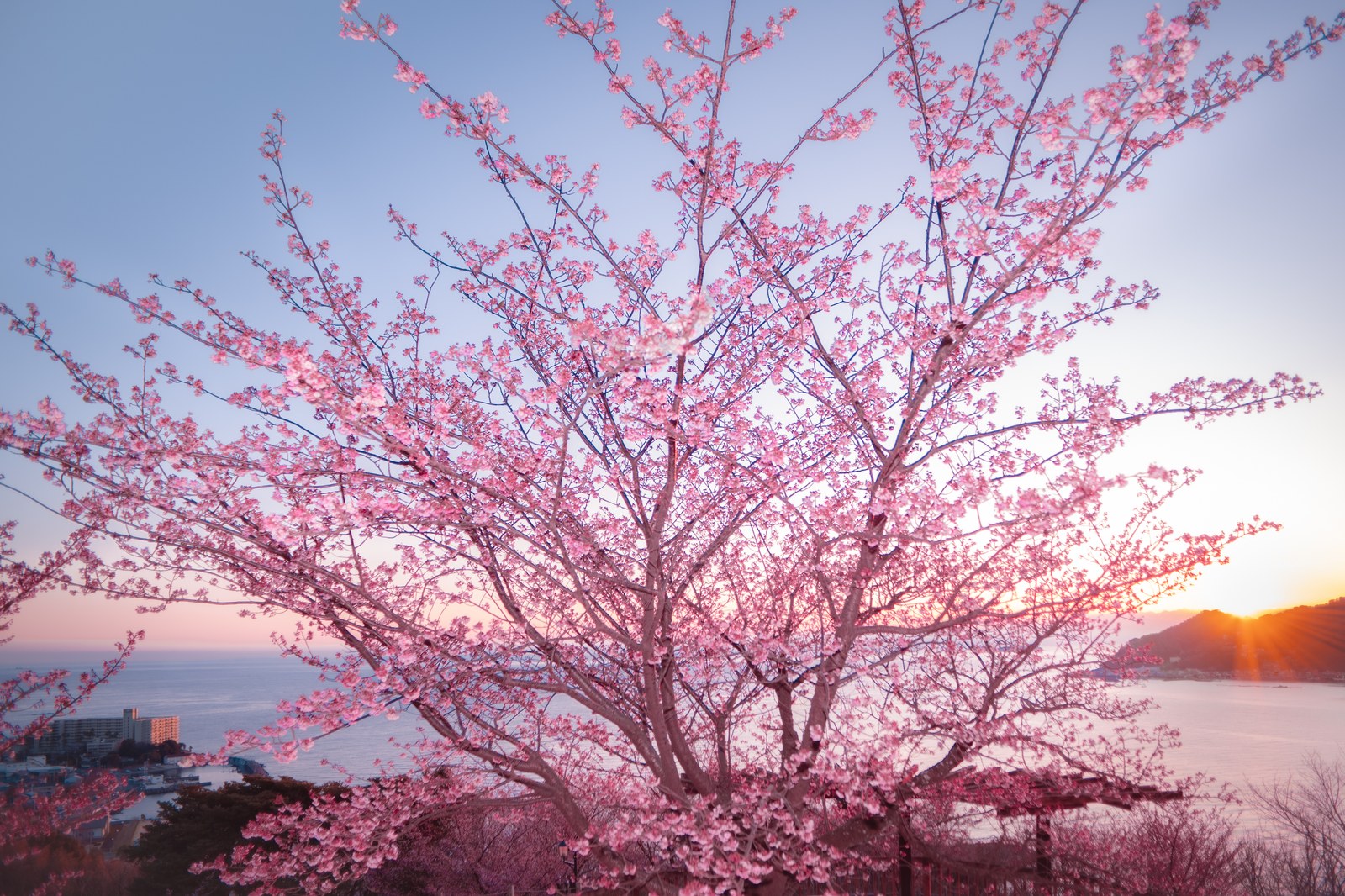 日の出の光に染まる糸川遊歩道のあたみ桜の濃いピンクの花