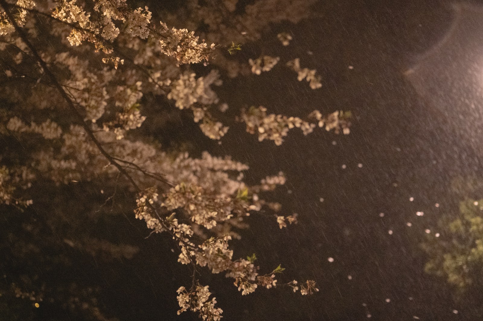 Rain-Soaked Night Sakura