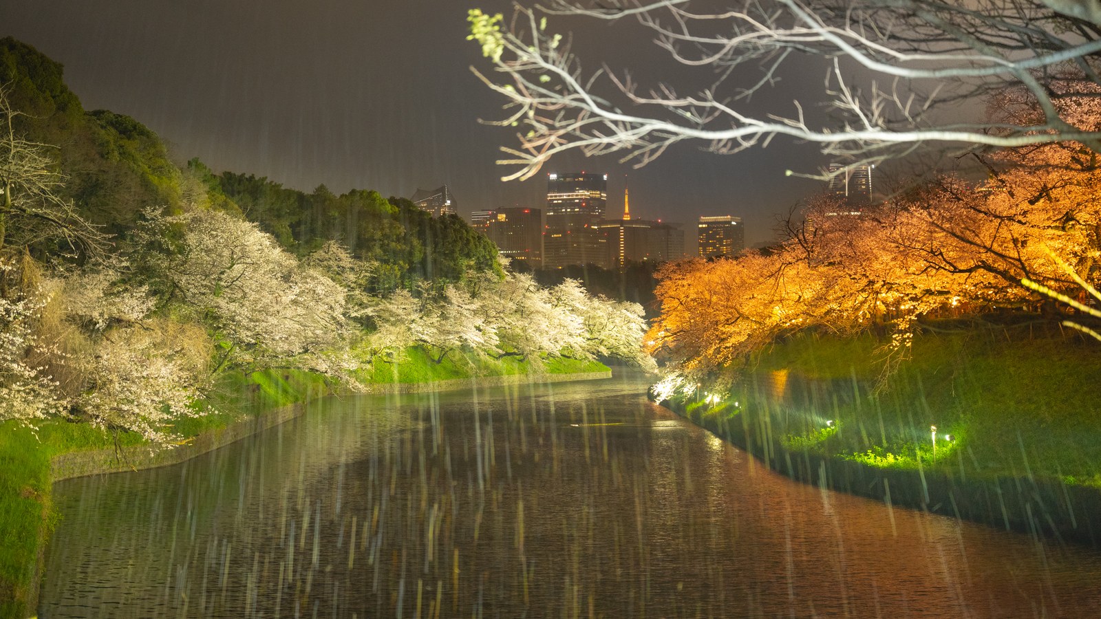 雨の夜、ライトアップされて千鳥ヶ淵のお堀の水面に映り込むソメイヨシノ