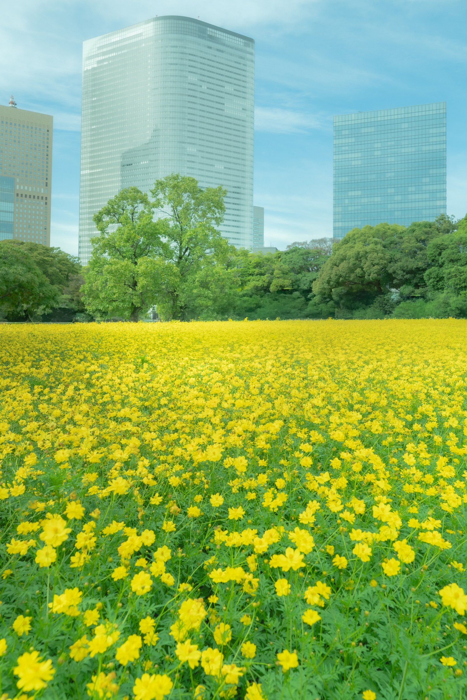 浜離宮恩賜庭園のお花畑に咲くキバナコスモスと、背後の高層ビル群
