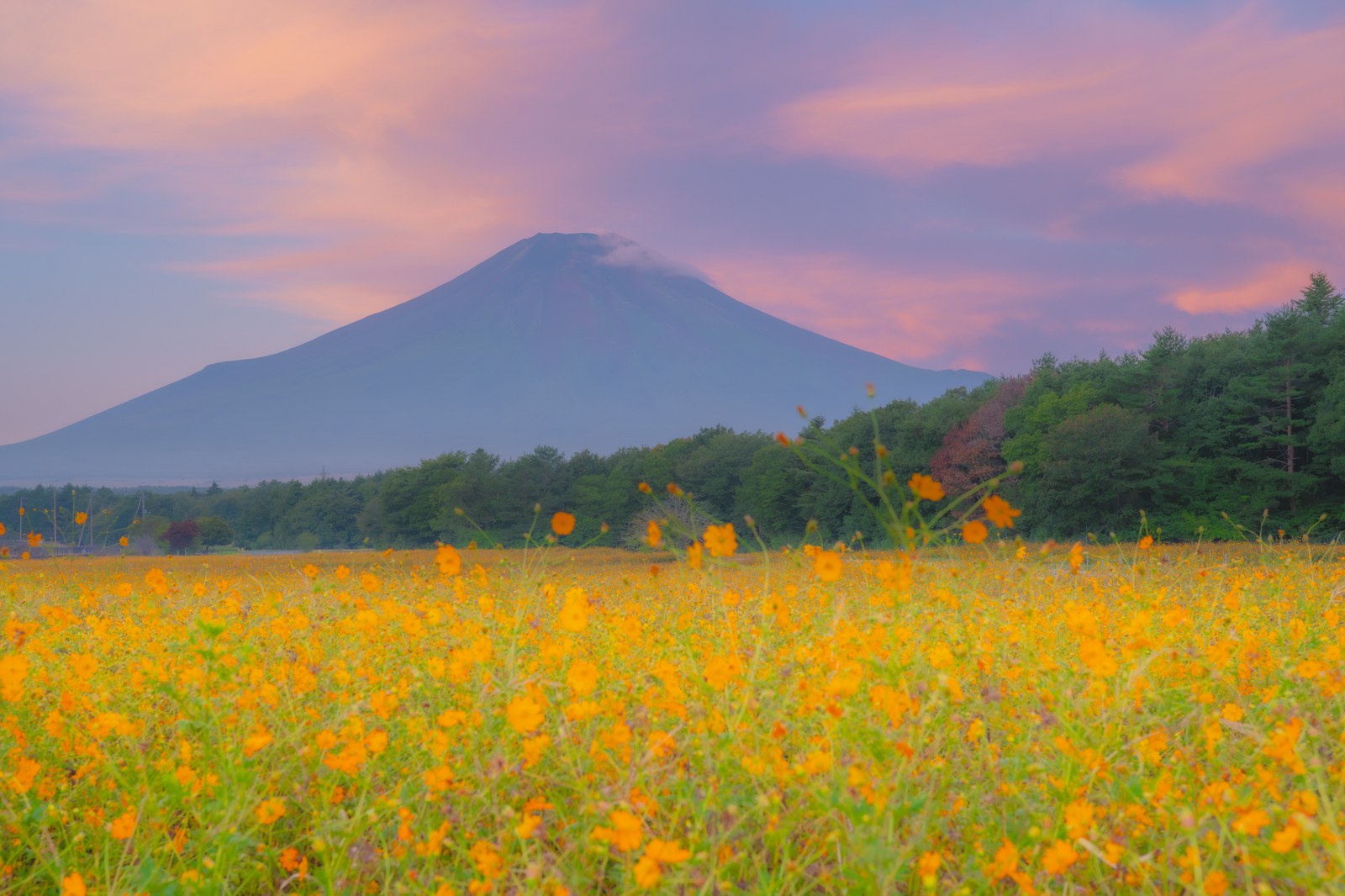 富士山を背に咲く花の都公園のキバナコスモス、夜明けの朝焼け