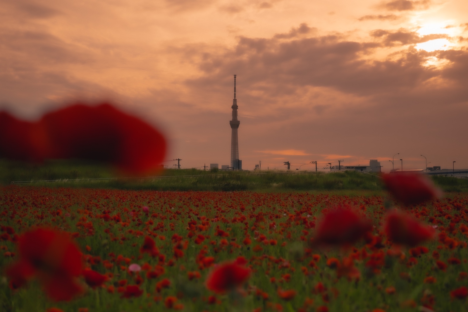 A field of orange poppies aglow in the evening sun, with the Tokyo Skytree standing as a silhouette beyond