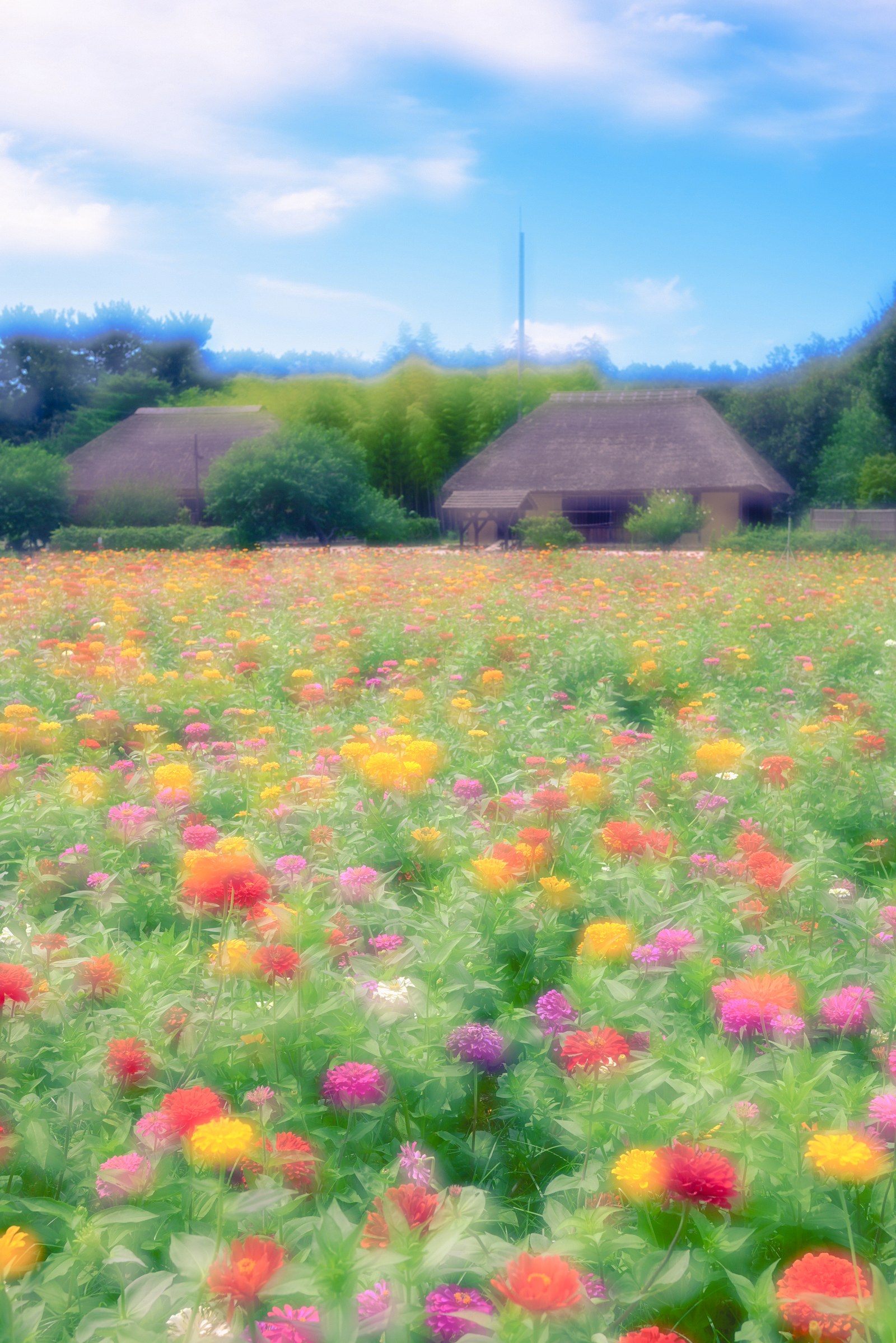 夏のみはらしの丘を埋める色とりどりのジニア（百日草）