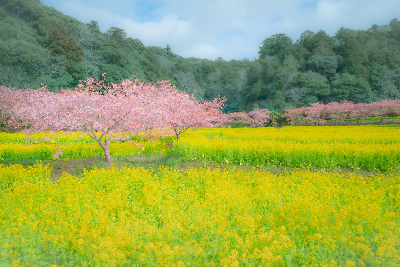 岩井の堰の一面の菜の花畑と、満開の河津桜の淡いピンク、奥に広がる照葉樹の山並み