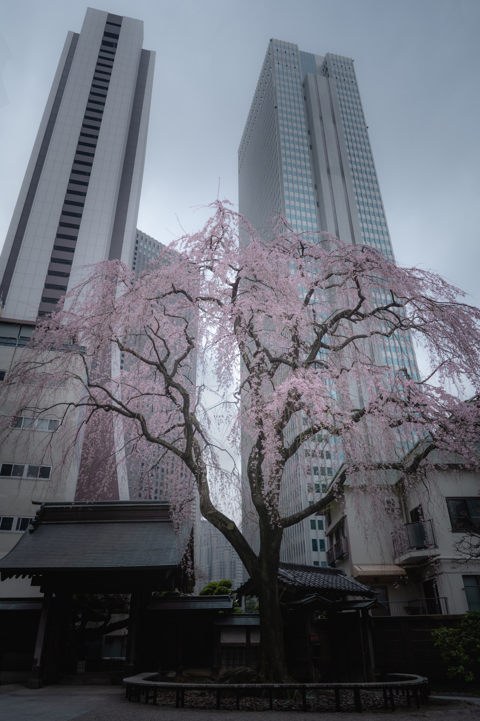 西新宿の高層ビルを背に、滝のように枝垂れる常圓寺の枝垂れ桜