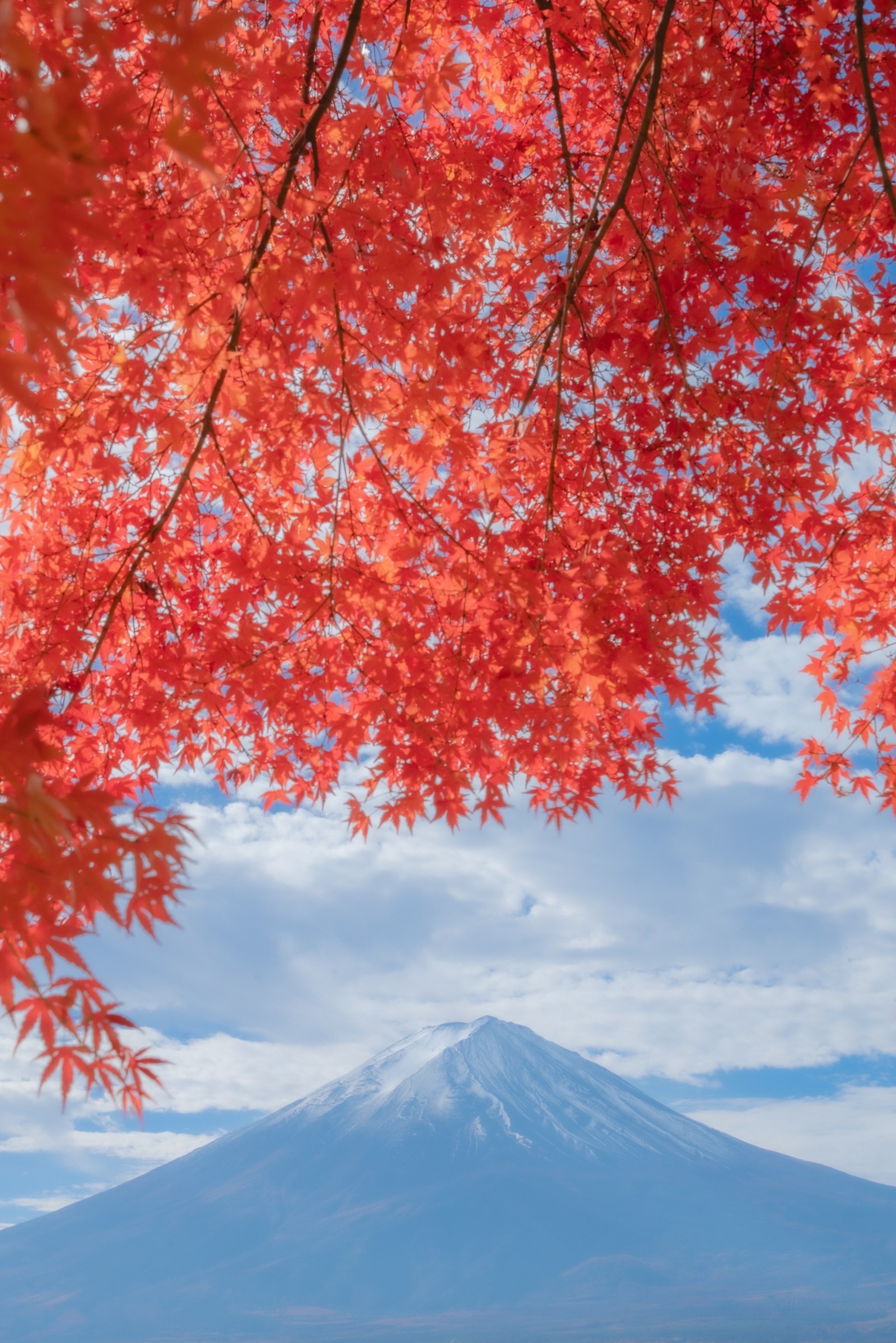 Mt. Fuji and autumn maples at Lake Kawaguchi