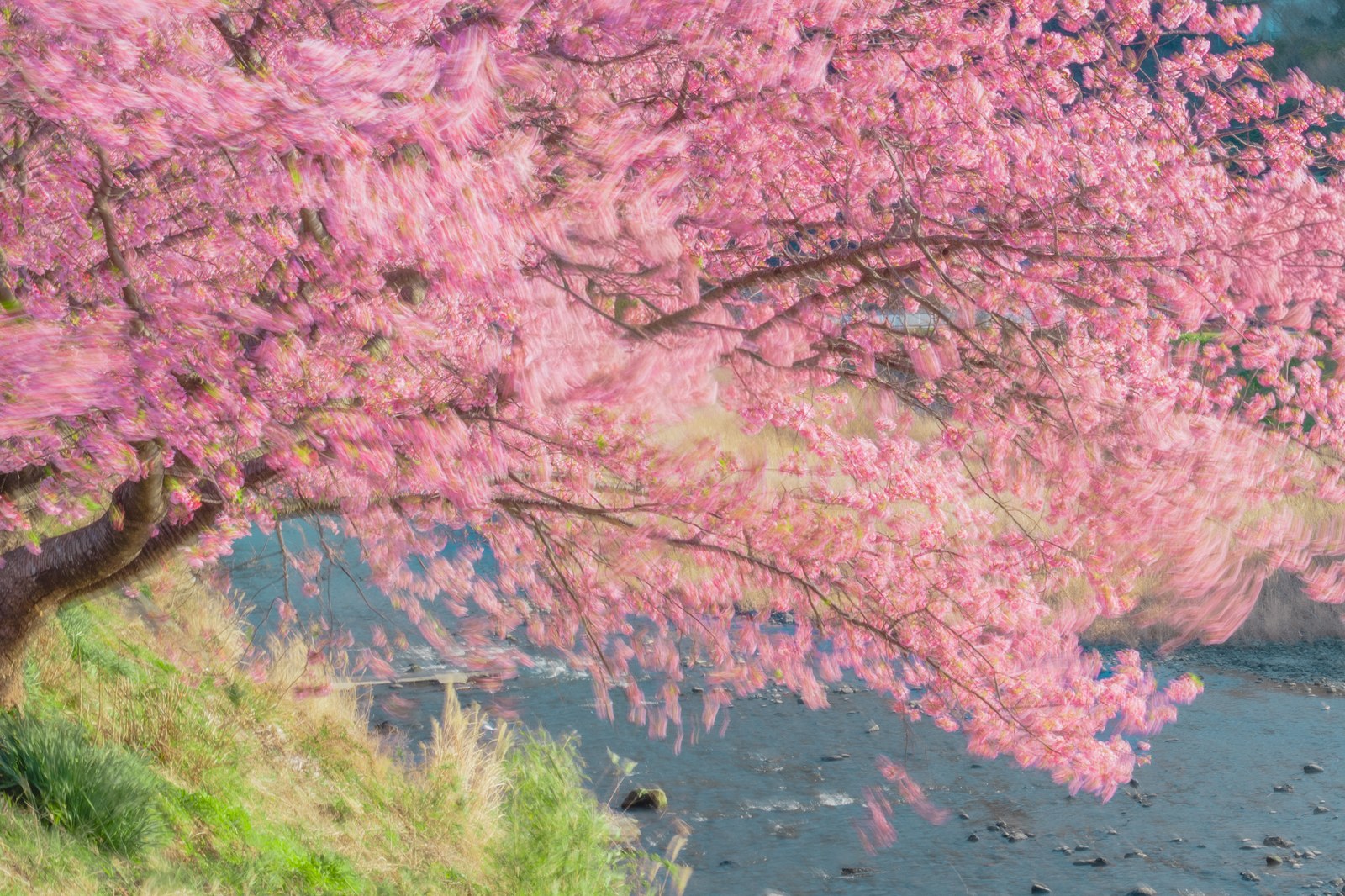河津桜の流麗：販売中の完成作品