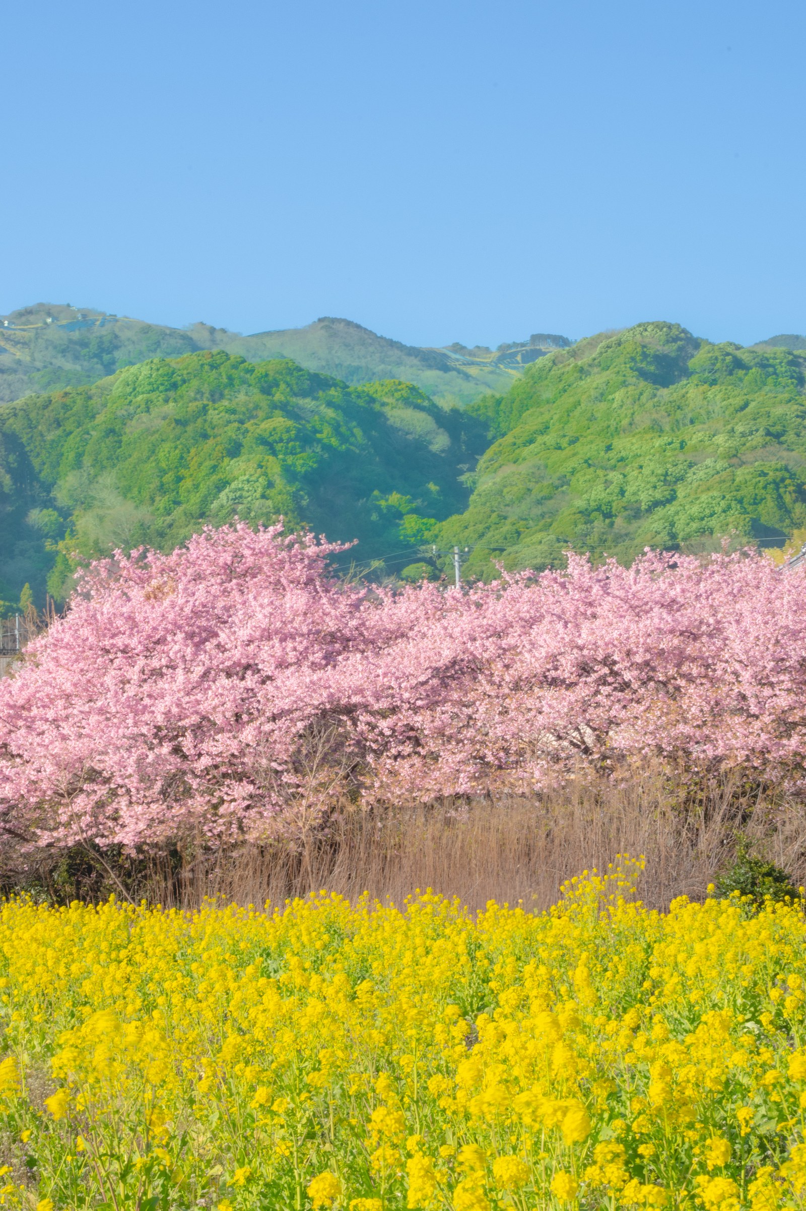 Kawazu cherry blossoms