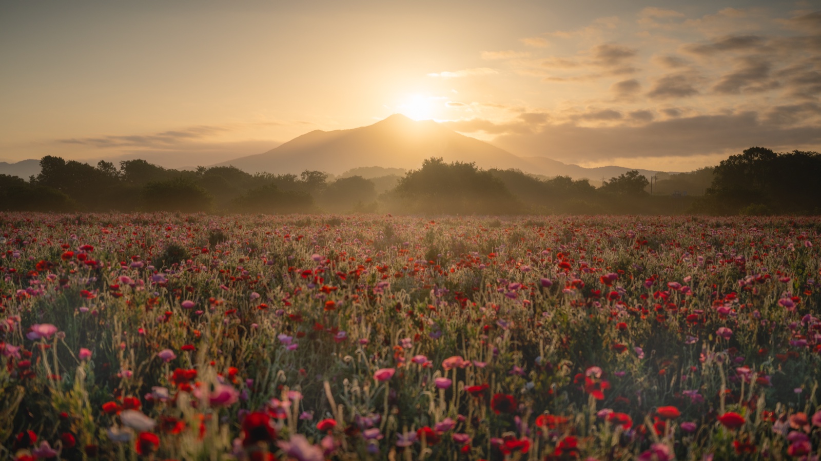 The sun rising on the summit of Mt. Tsukuba above the poppy fields of Kokaigawa Park