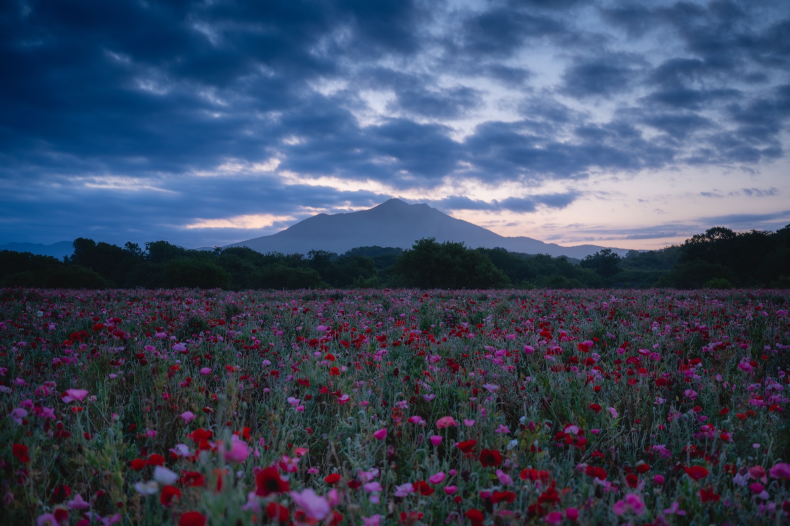 Poppies & Mt. Tsukuba in Blue Hour