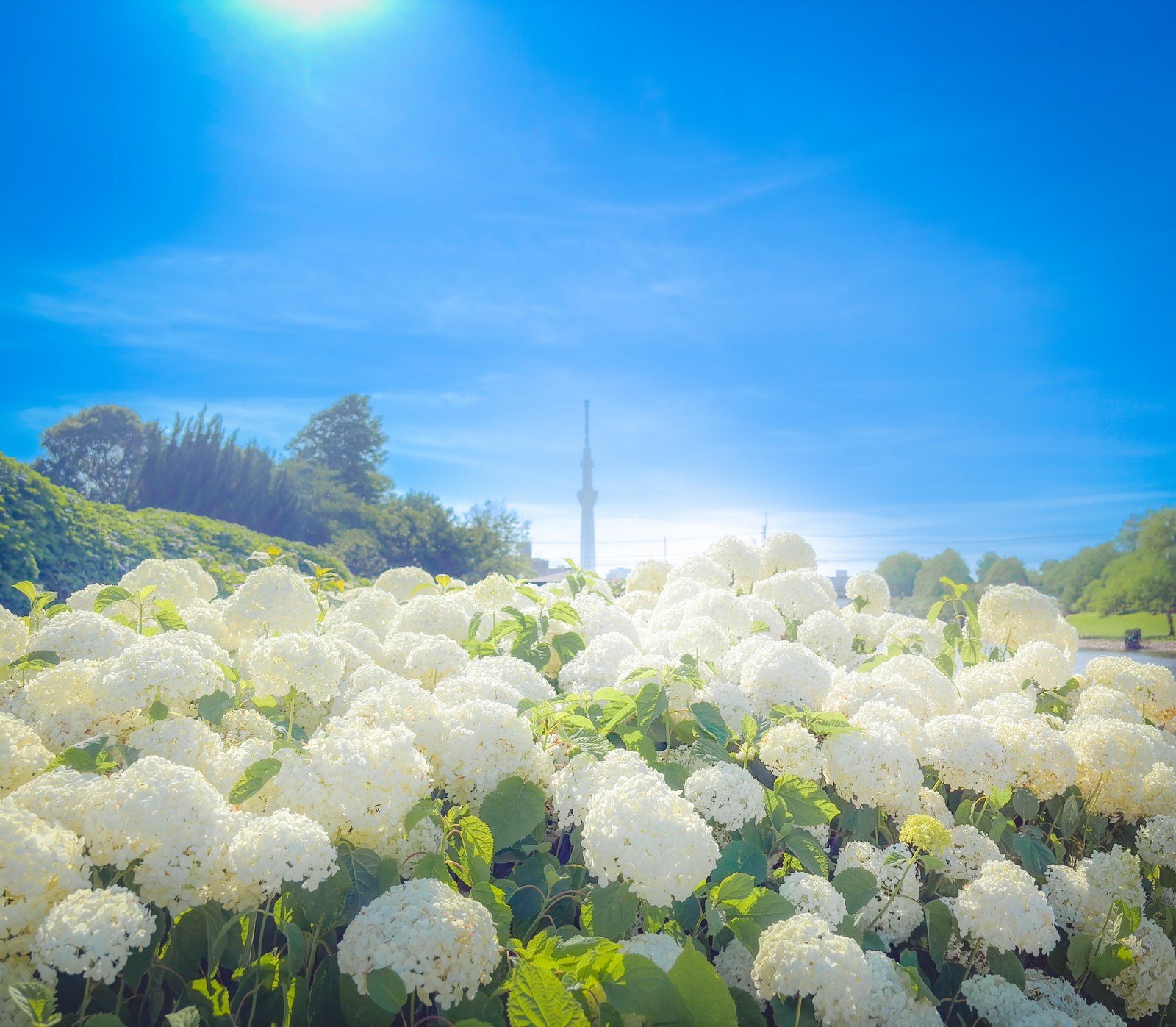 Drifts of pure-white Annabelle hydrangeas with Tokyo Skytree rising beyond them