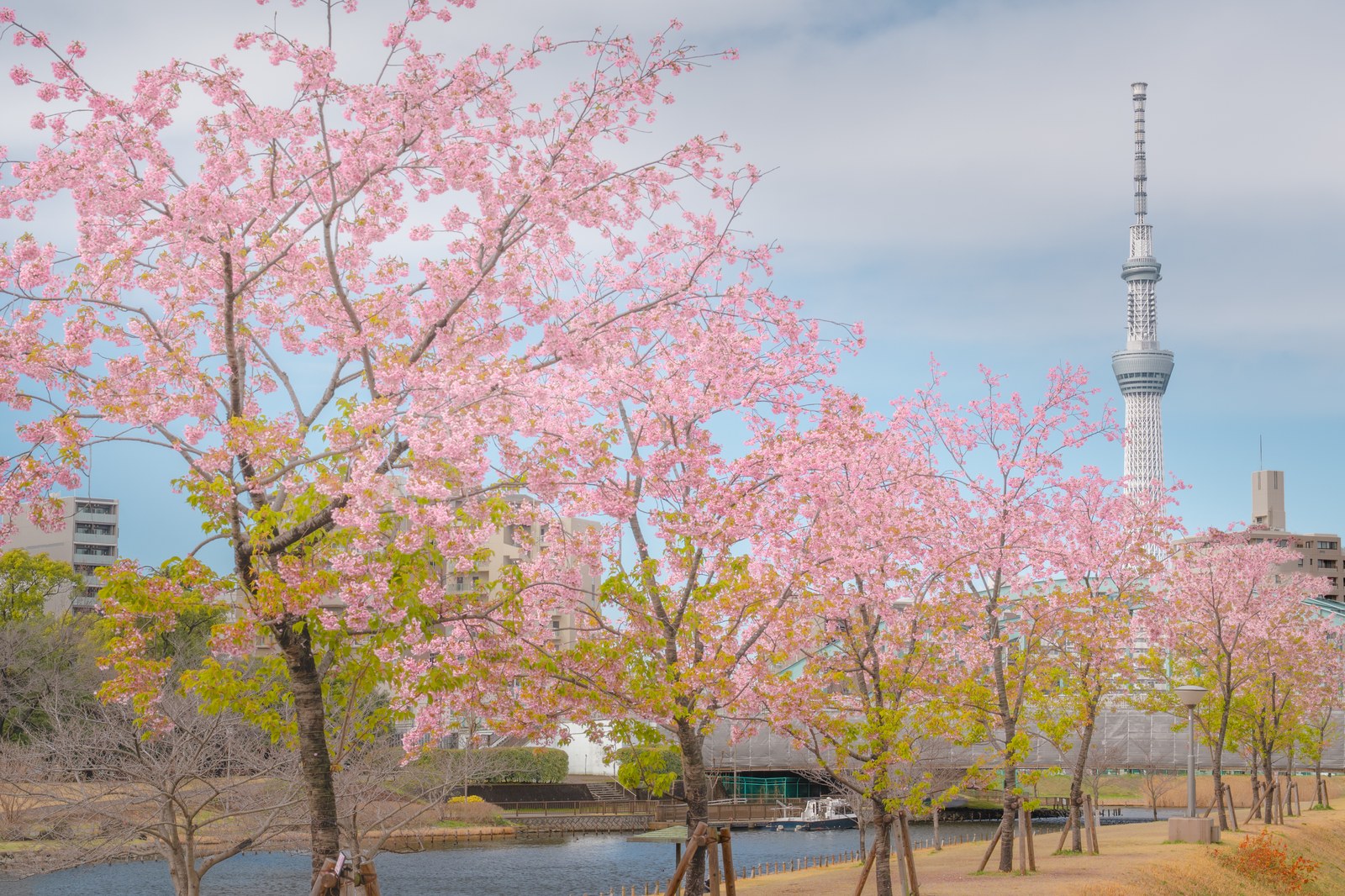 旧中川の川辺に咲く満開の河津桜と、その枝越しにそびえる東京スカイツリー