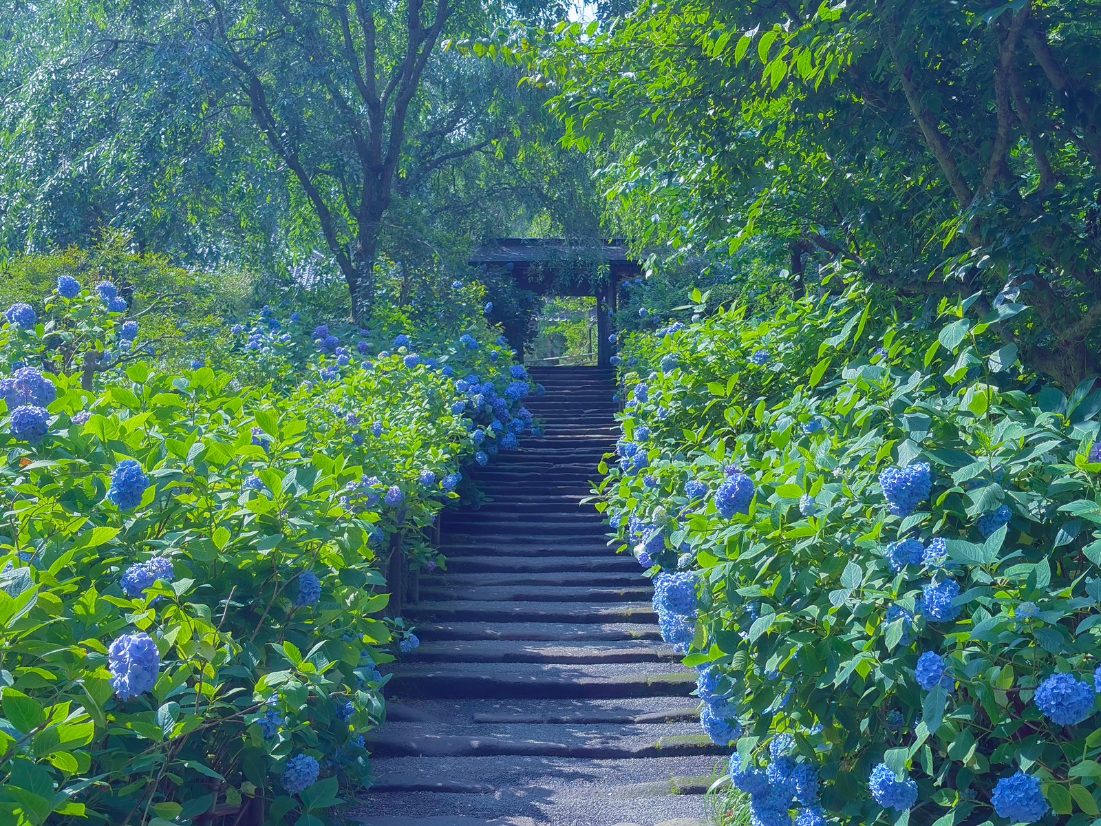 Himeajisai hydrangeas washing the approach to Meigetsuin in clear blue