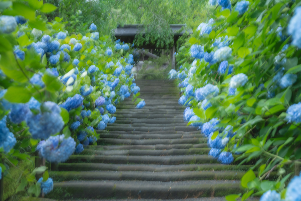 Hydrangea blues and fresh green dissolved into a watercolour by intentional camera movement on the stone steps at Meigetsuin