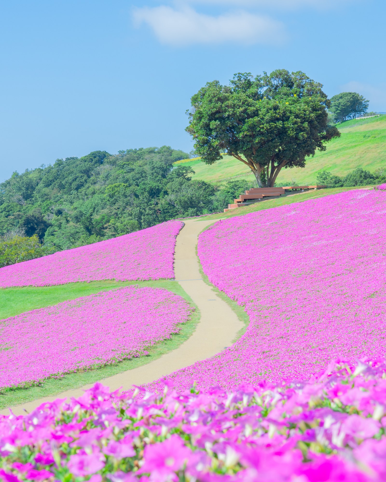 Petunia field of Momoiro Toiki washing the hillside of Mother Farm in soft pink