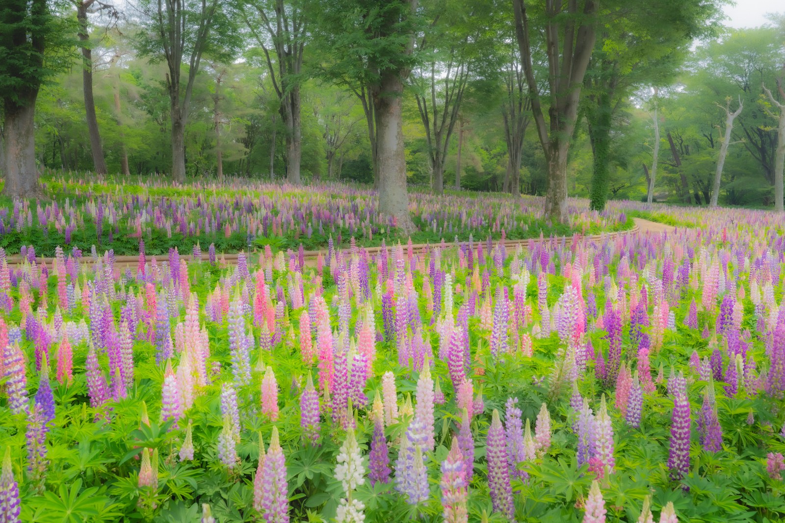 Lupines at the Komorebi Flower Field, Musashi Kyuryo National Park