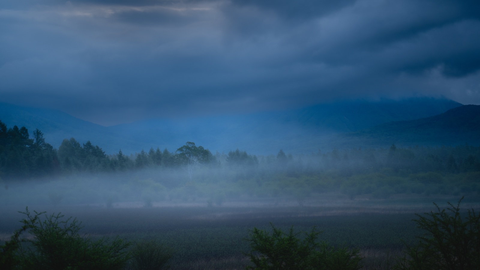 The Lady of Odashirogahara, a lone white birch in morning mist