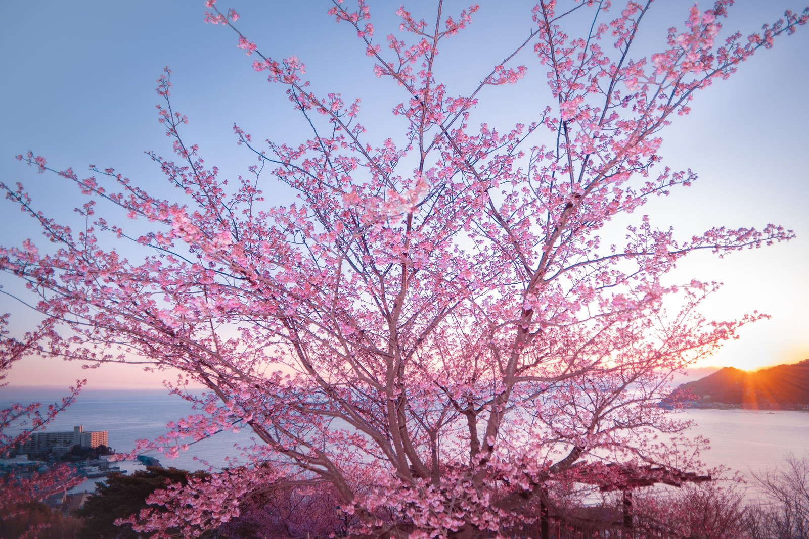 Sakura no Meisho Walking Trail, Shizuoka — January