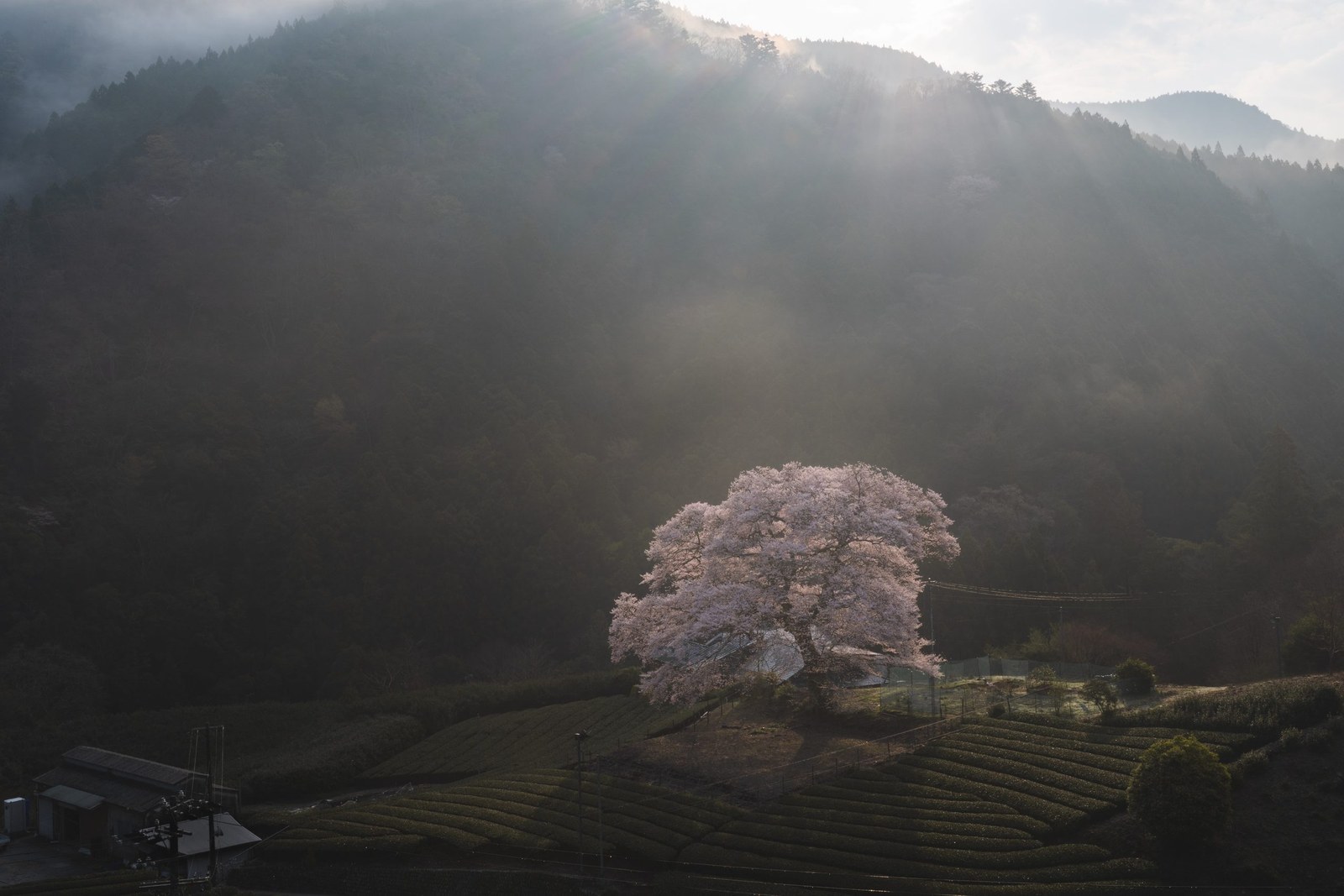 Mizume Sakura in Ushinshiro, Shizuoka — March
