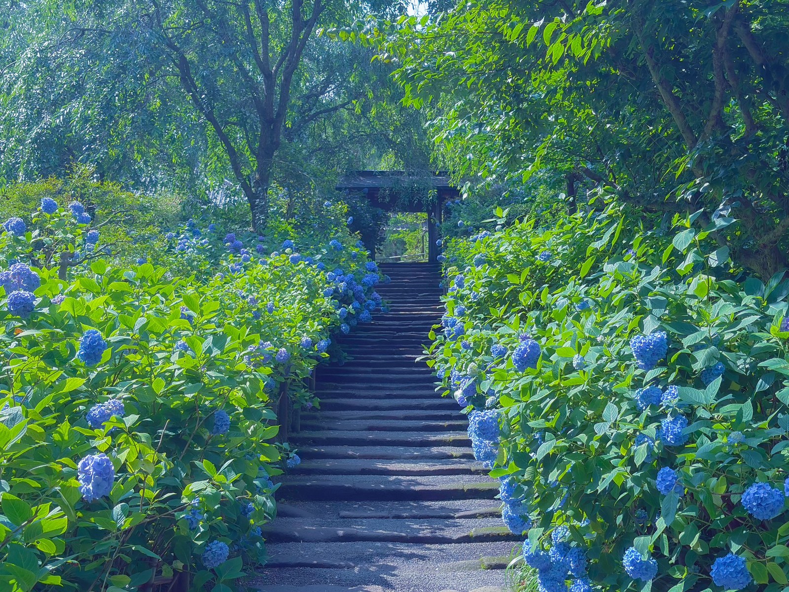 Meigetsuin Temple, Kanagawa — June