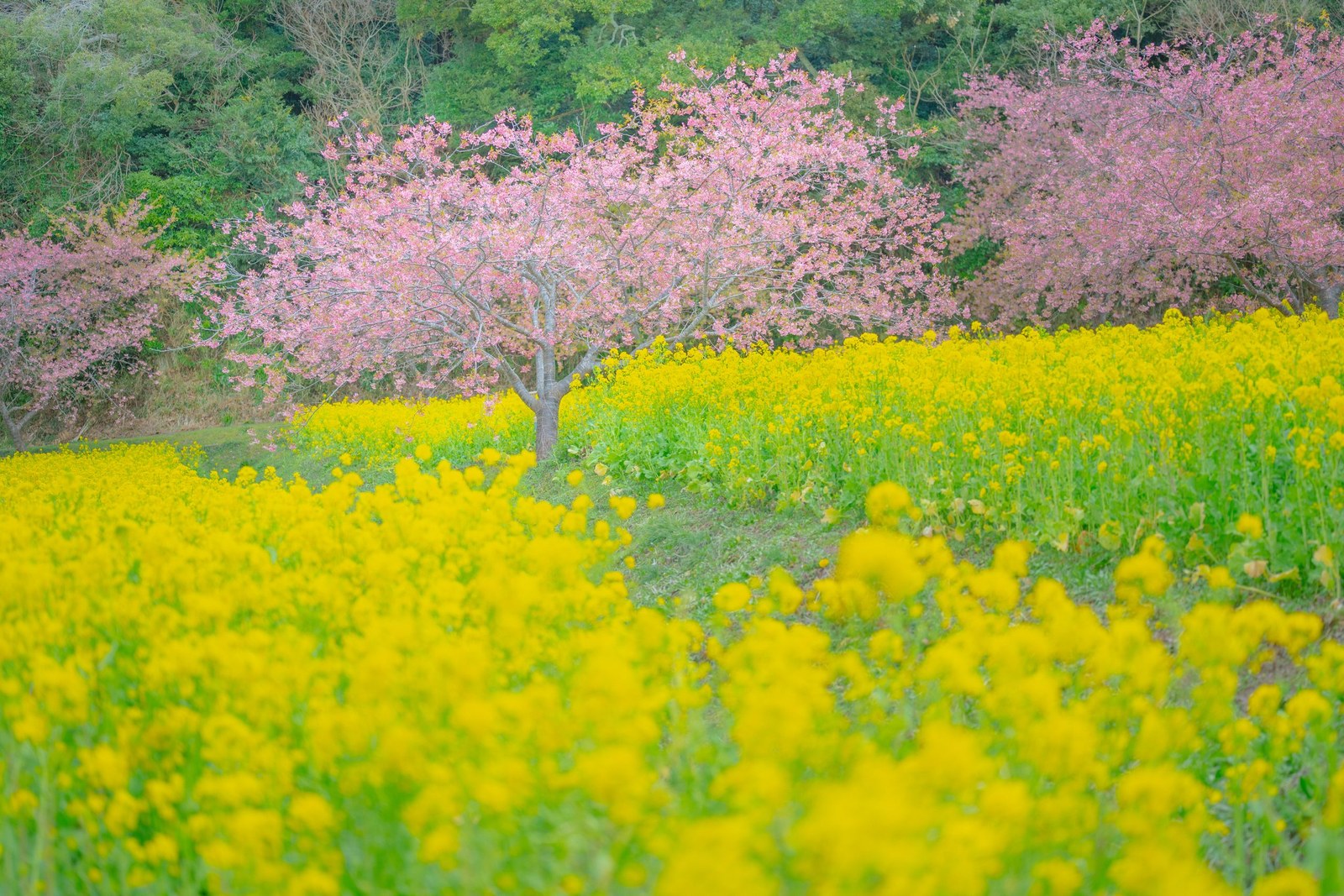 Iwai Weir, Chiba — March