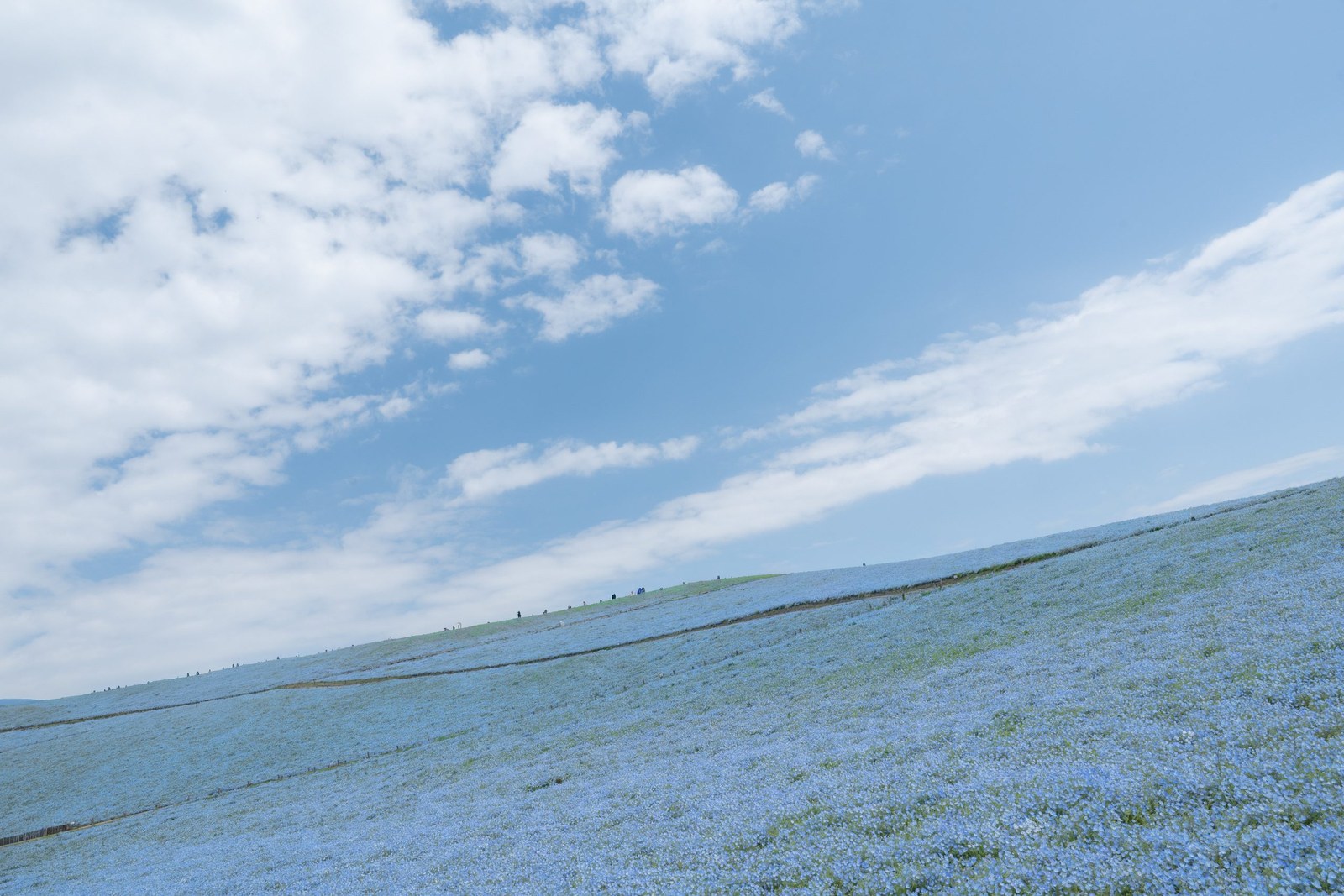 Hitachi Seaside Park, Ibaraki — April