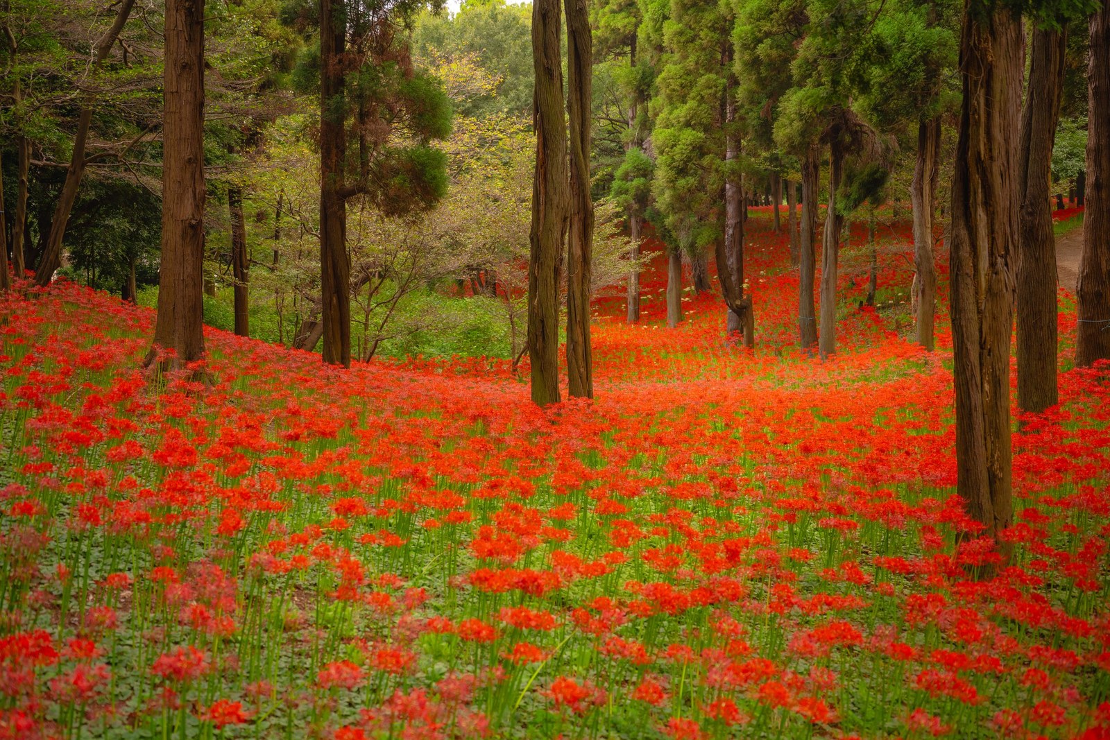 Murakami Green Park, Chiba — September