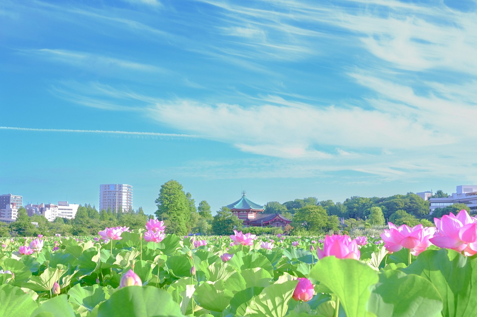 Ueno Park, Tokyo — July
