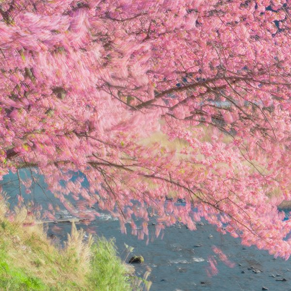 収録写真：川面に枝を垂らす桜