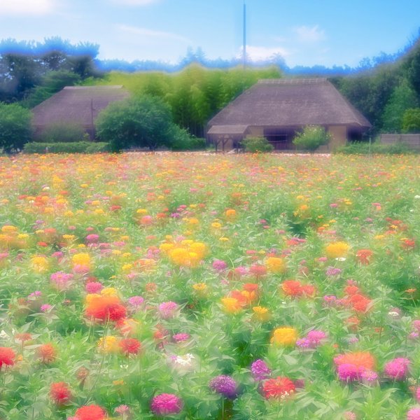収録写真：色とりどりの花畑と茅葺き屋根