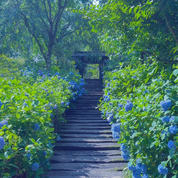 収録写真：紫陽花に包まれた石段