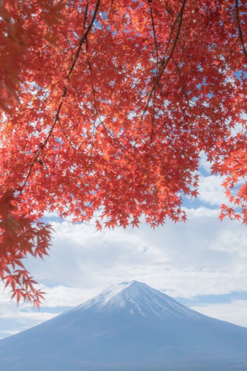 河口湖の富士と紅葉に 21 薄紅のベール を適用した作例