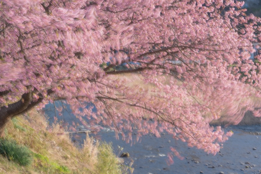 Kawazu cherry blossoms in flowing light (Shizuoka) with preset 02 Veil of Light