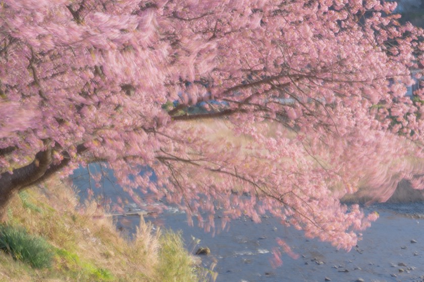 Kawazu cherry blossoms in flowing light (Shizuoka) with preset 03 Dense Haze