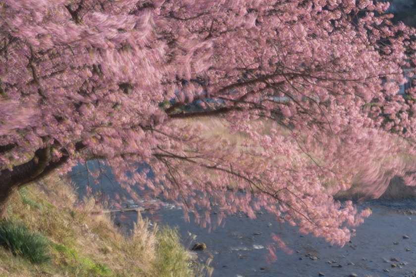 Kawazu cherry blossoms in flowing light (Shizuoka) with preset 06 Dawn Haze