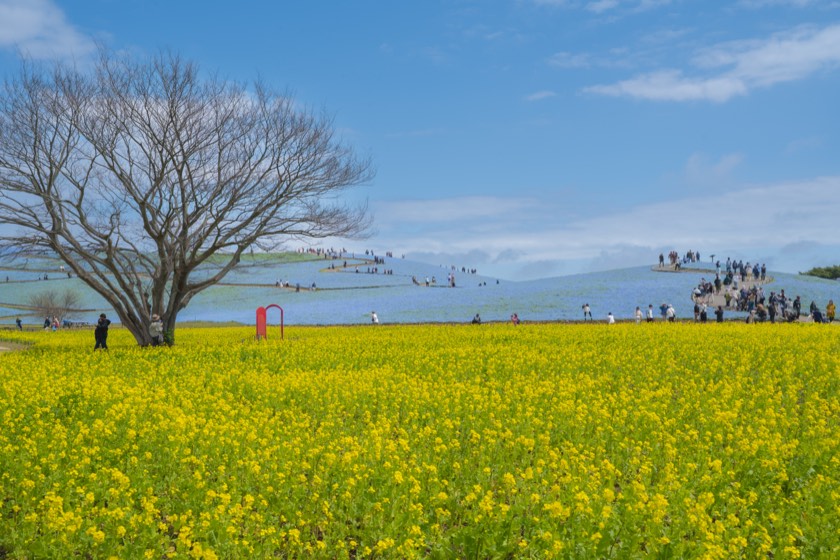 Nemophila and rapeseed at Hitachi Seaside Park (Ibaraki) with preset 17 Between Sky and Earth