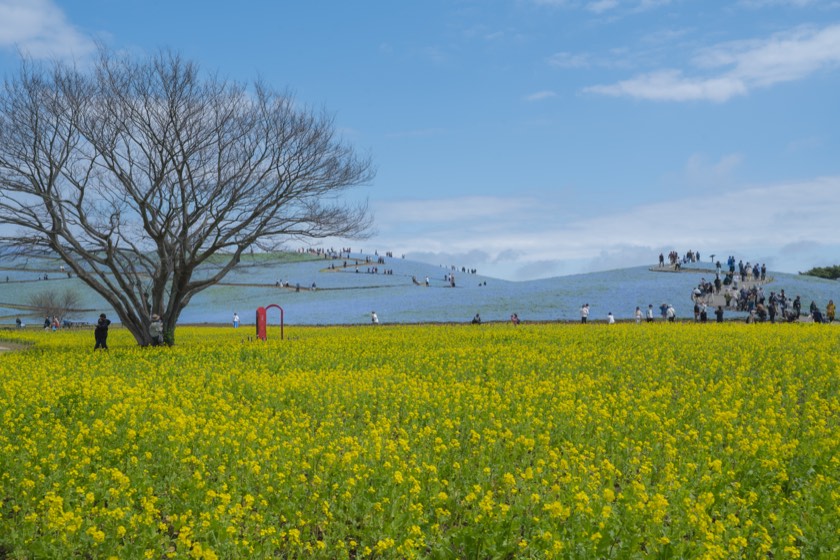Nemophila and rapeseed at Hitachi Seaside Park (Ibaraki) with preset 18 Indigo Sky