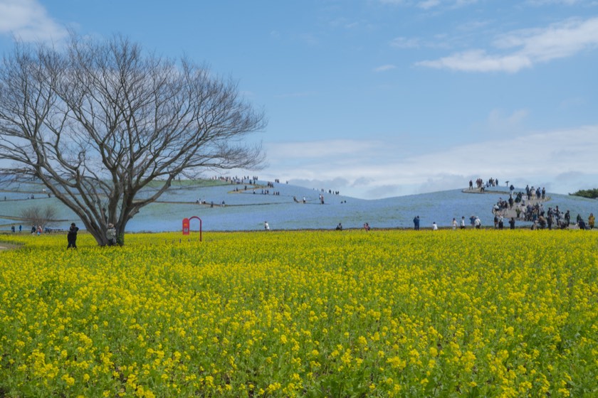 Nemophila and rapeseed at Hitachi Seaside Park (Ibaraki) with preset 19 Subject Softening