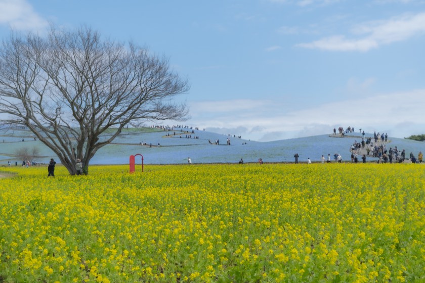 Nemophila and rapeseed at Hitachi Seaside Park (Ibaraki) with preset 20 Edge Melt