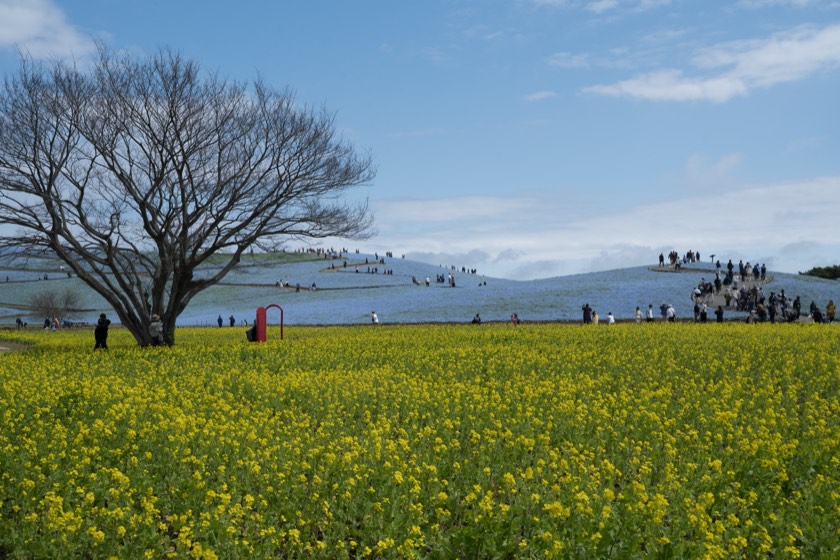 Nemophila and rapeseed at Hitachi Seaside Park (Ibaraki): RAW with all settings reset