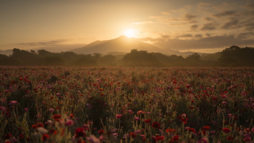 Diamond Tsukuba over the poppy fields of the Kokaigawa (Ibaraki) with preset 23 Golden Glow