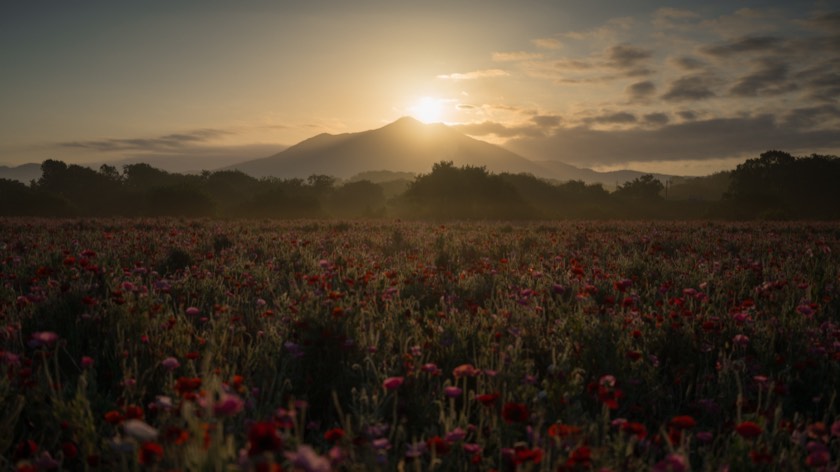 Diamond Tsukuba over the poppy fields of the Kokaigawa (Ibaraki) with preset 29 Deep Garden