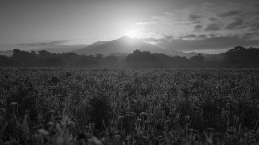Diamond Tsukuba over the poppy fields of the Kokaigawa (Ibaraki) with preset 30 Ink Wash