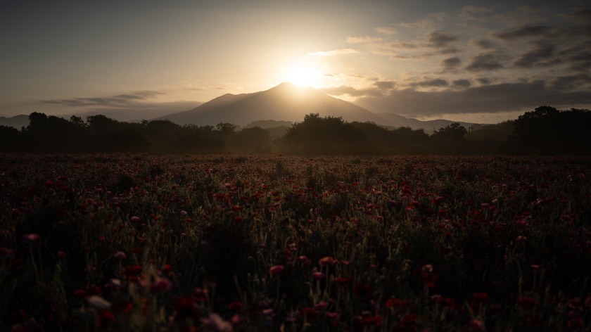 Diamond Tsukuba over the poppy fields of the Kokaigawa (Ibaraki): RAW with all settings reset