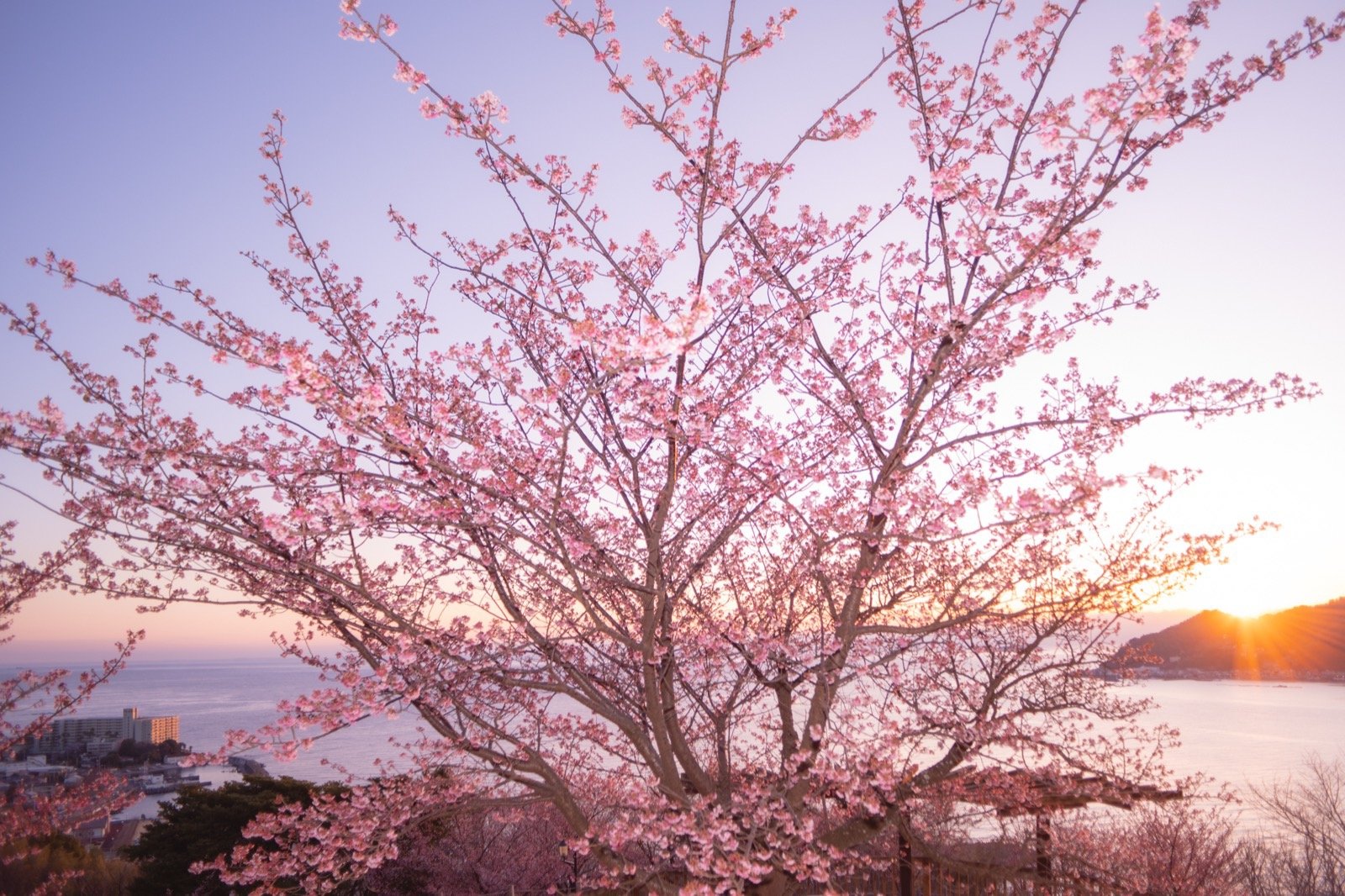 あたみ桜の日の出：01 薄霞 を1回適用