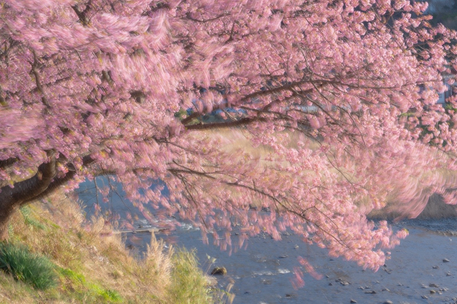 河津桜の流麗：02 光の膜 を1回適用