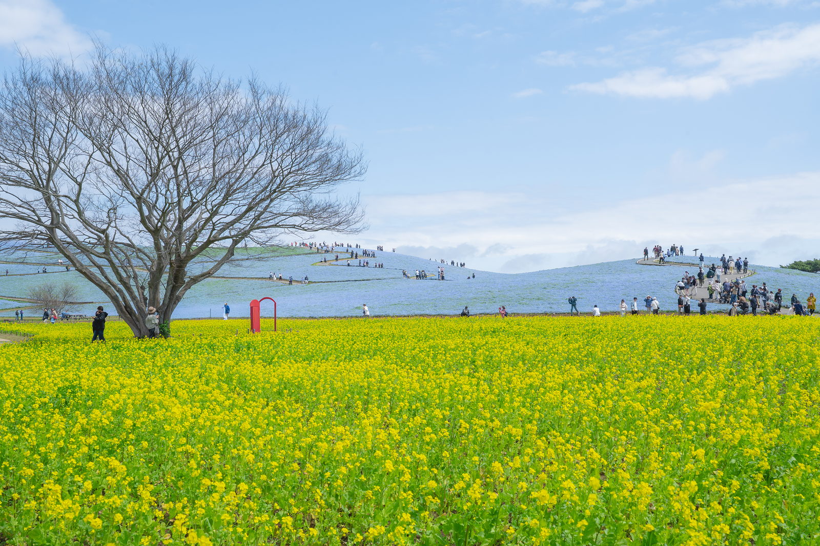 ひたち海浜公園のネモフィラと菜の花：07 彩りの目覚め を1回適用
