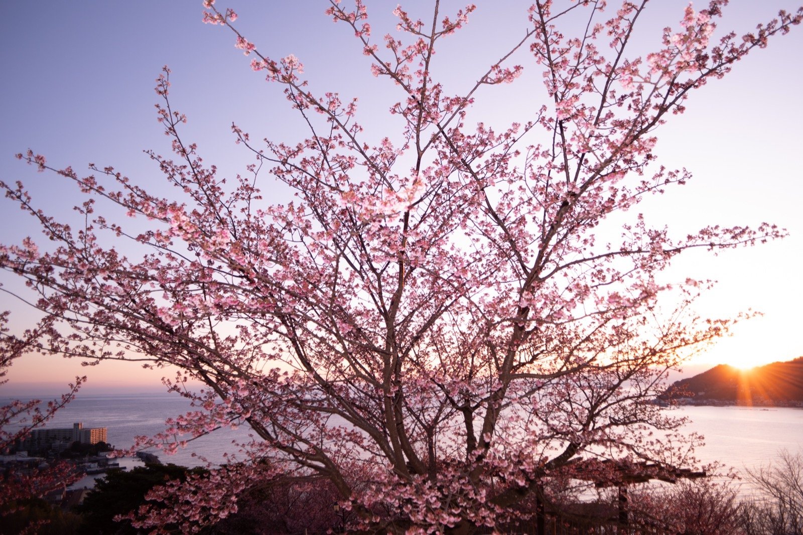 あたみ桜の日の出：RAW（現像リセット）